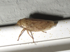 Curtara insularis