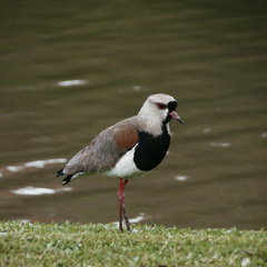 Vanellus chilensis