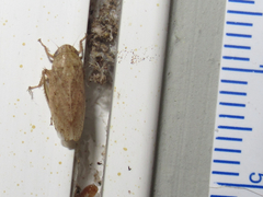 Curtara insularis