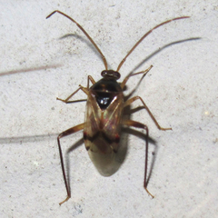 Eustictus