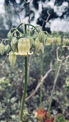 Cotyledon orbiculata
