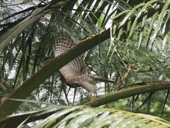 Accipiter badius