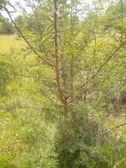 Vachellia karroo