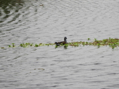 Porphyriops melanops