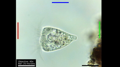 Strobilidium caudatum