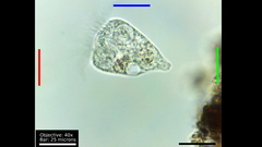 Strobilidium caudatum