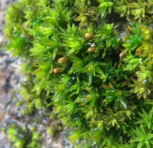 bochník tupolistý (Nyholmiella obtusifolia)