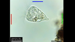 Strobilidium caudatum