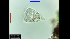 Strobilidium caudatum