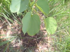 Bauhinia variegata