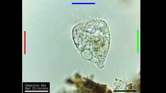 Strobilidium caudatum