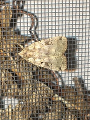 Xestia normanianus
