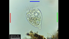 Strobilidium caudatum