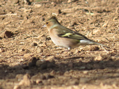 Fringilla coelebs coelebs