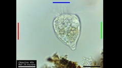 Strobilidium caudatum