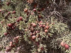 Juniperus turbinata