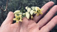 Cotyledon orbiculata