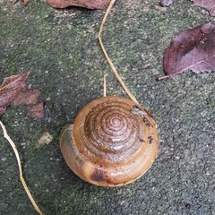 Aegista