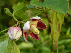 Cynanchum annularium