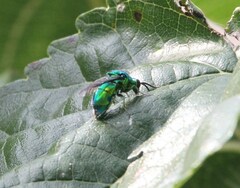 Chrysis lincea