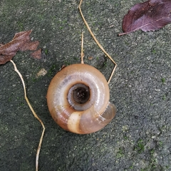 Aegista