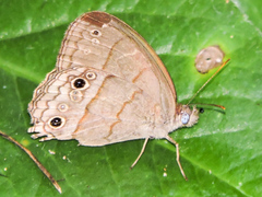 Cissia themis