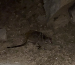 Petrogale assimilis