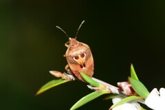 Eupolemus angularis