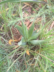 Ledebouria marginata