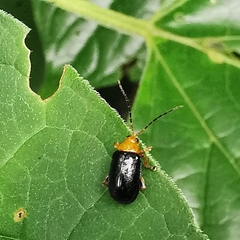 Sinocrepis obscurofasciata