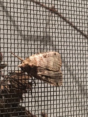 Xestia normanianus