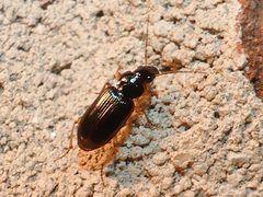 Stenolophus