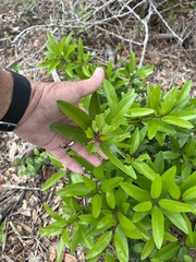 CK2AZ, CC BY, iNaturalist via GBIF Persea borbonia, photograph CK2AZ, CC BY, iNaturalist via GBIF