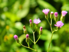 Cyanthillium cinereum