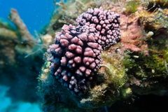 Phyllidiella