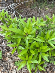Persea borbonia, photograph CK2AZ, CC BY, iNaturalist via GBIF