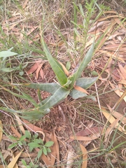 Ledebouria marginata