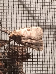 Xestia normanianus