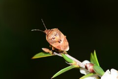 Eupolemus angularis