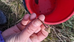 Psilocybe semilanceata