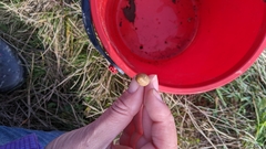 Psilocybe semilanceata