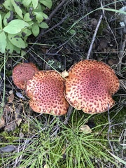 Suillus spectabilis