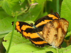 Pantoporia