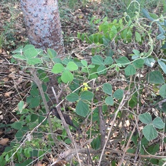 Rhynchosia volubilis