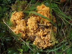Ramaria flava