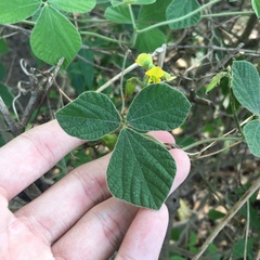 Rhynchosia volubilis