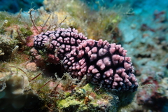 Phyllidiella