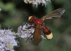 Conops flavicaudus