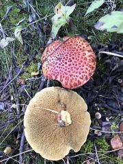 Suillus spectabilis