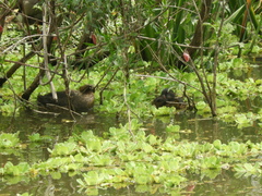 Heteronetta atricapilla